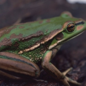 Litoria aurea at Mitchell, ACT - suppressed