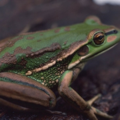 Litoria aurea (Green and Golden Bell Frog) at Mitchell, ACT - 15 Jan 1976 by wombey