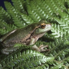 Litoria nudidigita (Narrow-fringed Tree-frog) at Namadgi National Park - 6 Dec 1994 by wombey