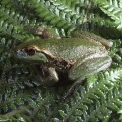 Litoria nudidigita at Cotter River, ACT - 7 Dec 1994 12:00 AM