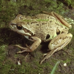 Litoria verreauxii alpina (Alpine Tree-frog) at Kosciuszko National Park - 24 Mar 1980 by wombey
