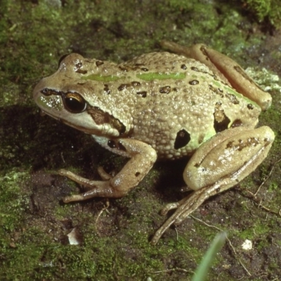 Litoria verreauxii alpina (Alpine Tree-frog) at Kosciuszko National Park, NSW - 25 Mar 1980 by wombey