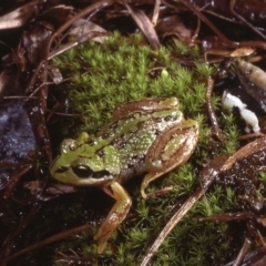 Litoria verreauxii alpina (Alpine Tree-frog) at Kosciuszko National Park - 14 Nov 1977 by wombey