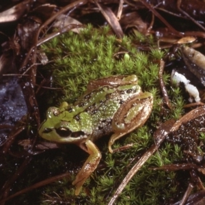 Litoria verreauxii alpina at Kosciuszko National Park, NSW - suppressed