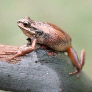 Litoria ewingii at Countegany, NSW - 17 Mar 1976