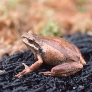 Litoria ewingii at Countegany, NSW - 17 Mar 1976