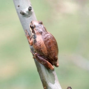 Litoria ewingii at Countegany, NSW - 17 Mar 1976