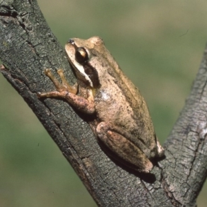 Litoria ewingii at Mongarlowe, NSW - 15 Feb 1976