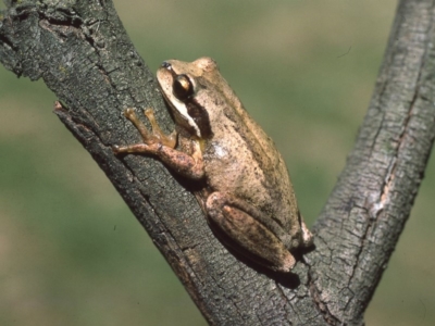 Litoria ewingii (Ewing's Tree Frog) at Mongarlowe, NSW - 14 Feb 1976 by wombey