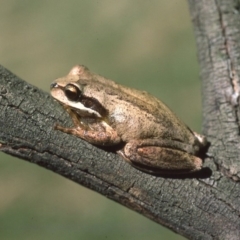 Litoria ewingii at Mongarlowe, NSW - 15 Feb 1976 12:00 AM