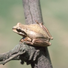 Litoria ewingii at Mongarlowe, NSW - 15 Feb 1976 12:00 AM