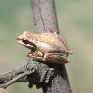 Litoria ewingii at Mongarlowe, NSW - 15 Feb 1976