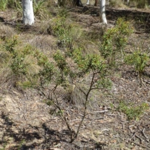 Grevillea ramosissima subsp. ramosissima at Acton, ACT - 21 Mar 2016