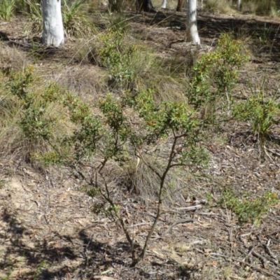 Grevillea ramosissima subsp. ramosissima (Fan Grevillea) at Acton, ACT - 21 Mar 2016 by RWPurdie
