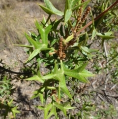 Grevillea ramosissima subsp. ramosissima at Acton, ACT - 21 Mar 2016 12:00 AM