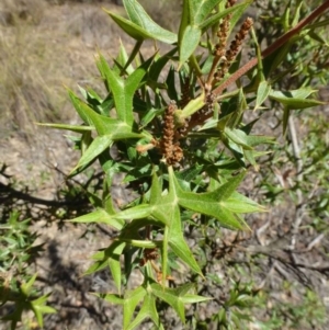 Grevillea ramosissima subsp. ramosissima at Acton, ACT - 21 Mar 2016