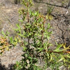 Grevillea ramosissima subsp. ramosissima (Fan Grevillea) at Acton, ACT - 21 Mar 2016 by RWPurdie