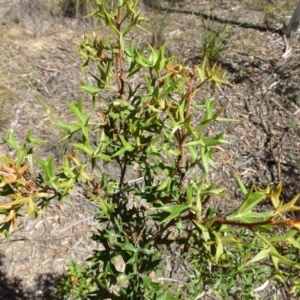 Grevillea ramosissima subsp. ramosissima at Acton, ACT - 21 Mar 2016 12:00 AM