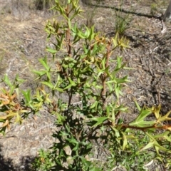Grevillea ramosissima subsp. ramosissima (Fan Grevillea) at Acton, ACT - 20 Mar 2016 by RWPurdie