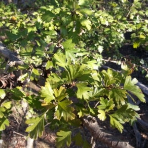 Crataegus monogyna at Hackett, ACT - 16 Mar 2016