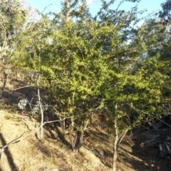 Crataegus monogyna at Hackett, ACT - 16 Mar 2016