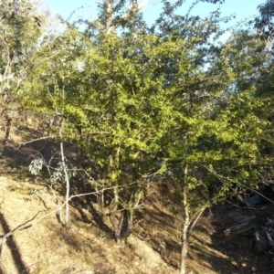 Crataegus monogyna at Hackett, ACT - 16 Mar 2016