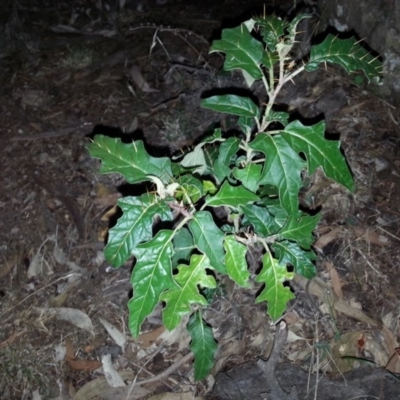 Solanum cinereum (Narrawa Burr) at Mount Majura - 19 Mar 2016 by waltraud