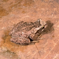 Litoria watsoni (Heath Frog) at Mongarlowe River - 17 Mar 1976 by wombey