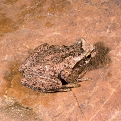Litoria watsoni (Heath Frog) at Monga, NSW - 17 Mar 1976 by wombey