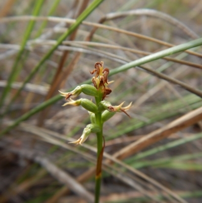 Corunastylis cornuta (Horned Midge Orchid) at Black Mountain - 21 Mar 2016 by CathB