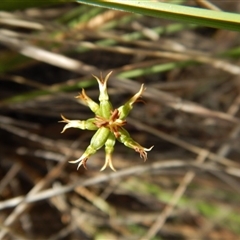 Corunastylis cornuta at Point 5816 - 21 Mar 2016