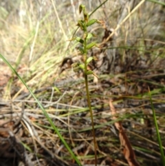 Corunastylis clivicola (Rufous midge orchid) at Acton, ACT - 21 Mar 2016 by CathB