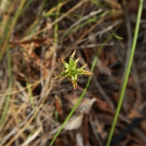 Corunastylis clivicola at Point 5816 - suppressed