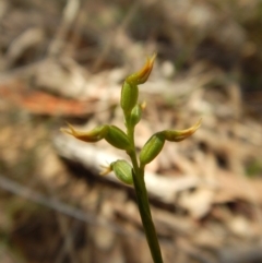 Corunastylis cornuta (Horned Midge Orchid) at Black Mountain - 21 Mar 2016 by CathB