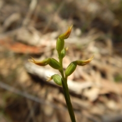 Corunastylis cornuta (Horned Midge Orchid) at O'Connor, ACT - 21 Mar 2016 by CathB