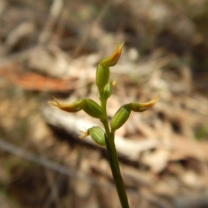 Corunastylis cornuta at O'Connor, ACT - 21 Mar 2016