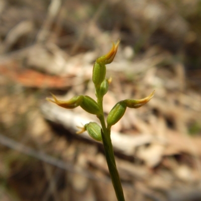 Corunastylis cornuta (Horned Midge Orchid) at Black Mountain - 21 Mar 2016 by CathB