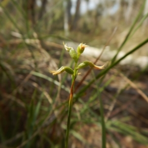 Corunastylis cornuta at O'Connor, ACT - 21 Mar 2016