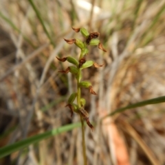 Corunastylis clivicola (Rufous midge orchid) at Black Mountain - 21 Mar 2016 by CathB