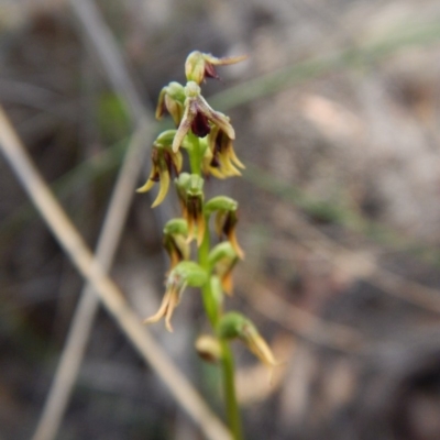 Corunastylis clivicola (Rufous midge orchid) at Acton, ACT - 21 Mar 2016 by CathB