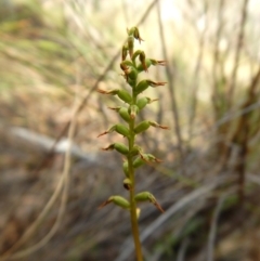 Corunastylis clivicola at Acton, ACT - suppressed