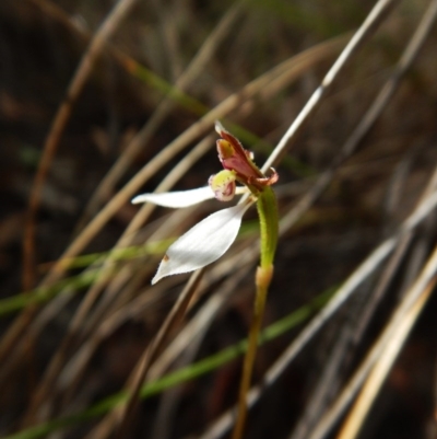 Eriochilus cucullatus (Parson's Bands) at Acton, ACT - 21 Mar 2016 by CathB