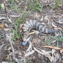 Tiliqua scincoides scincoides (Eastern Blue-tongue) at Jerrabomberra, ACT - 21 Mar 2016 by Mike