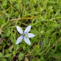 Isotoma fluviatilis subsp. australis (Swamp Isotome) at Wanniassa Hill - 21 Mar 2016 by Mike