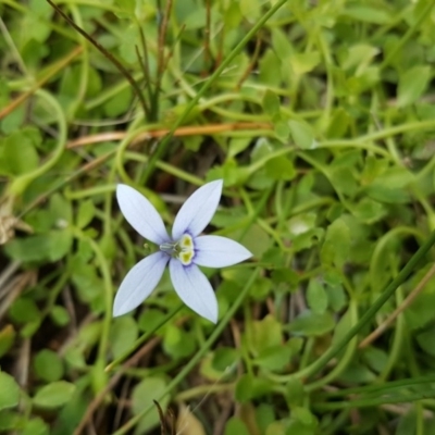 Isotoma fluviatilis subsp. australis (Swamp Isotome) at Wanniassa Hill - 21 Mar 2016 by Mike