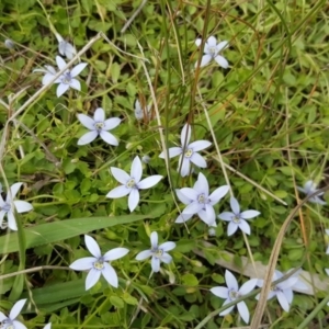 Isotoma fluviatilis subsp. australis at Wanniassa Hill - 21 Mar 2016