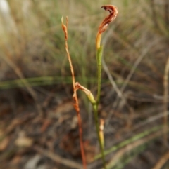 Speculantha rubescens (Blushing Tiny Greenhood) at Black Mountain - 21 Mar 2016 by CathB