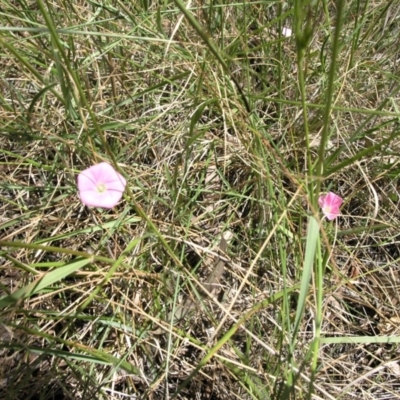 Convolvulus angustissimus subsp. angustissimus (Australian Bindweed) at Acton, ACT - 28 Oct 2014 by TimYiu