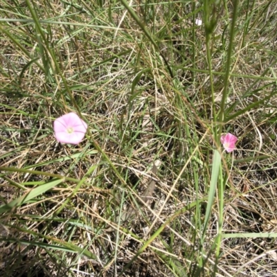 Convolvulus angustissimus subsp. angustissimus (Australian Bindweed) at ANU Liversidge Precinct - 27 Oct 2014 by TimYiu