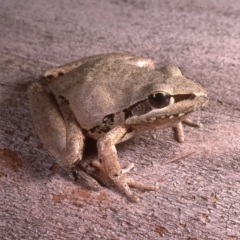 Litoria latopalmata (Broad-palmed Tree-frog) at Cotter Reserve - 26 Oct 1985 by wombey